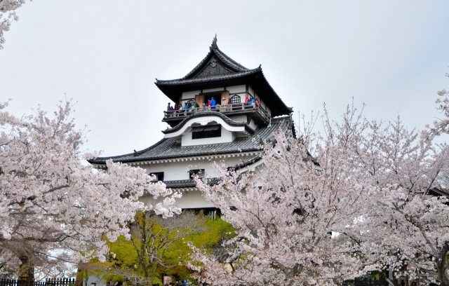 犬山城と桜