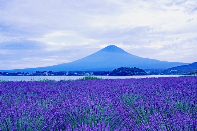 河口湖ラベンダー