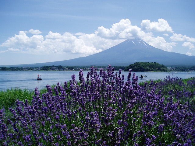 河口湖ラベンダー