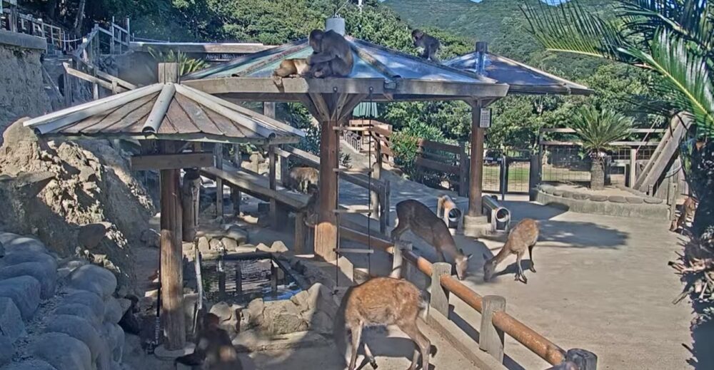 淡路島モンキーセンター