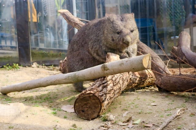 五月山動物園のウォンバット