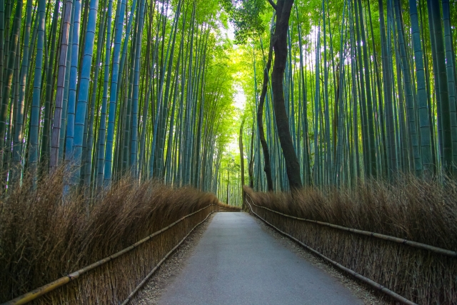 嵐山竹林の小径