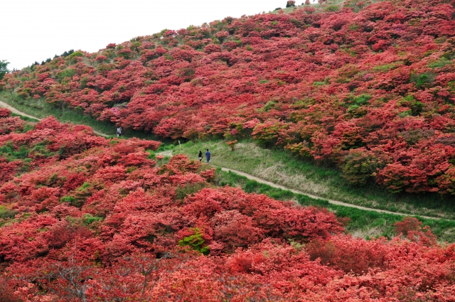 葛城山つつじ園