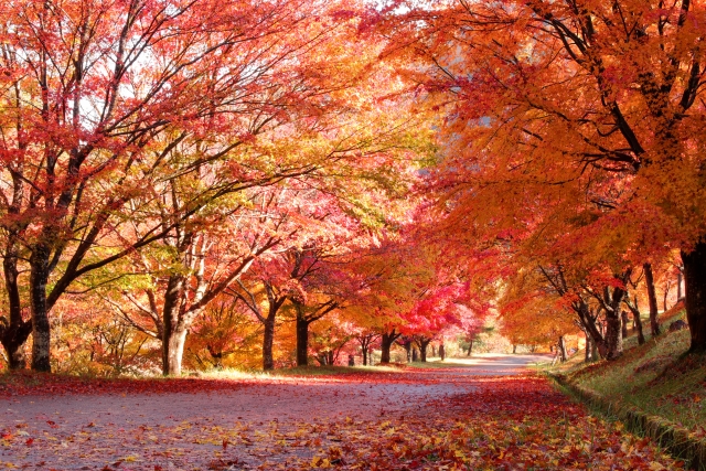 もみじ湖の紅葉