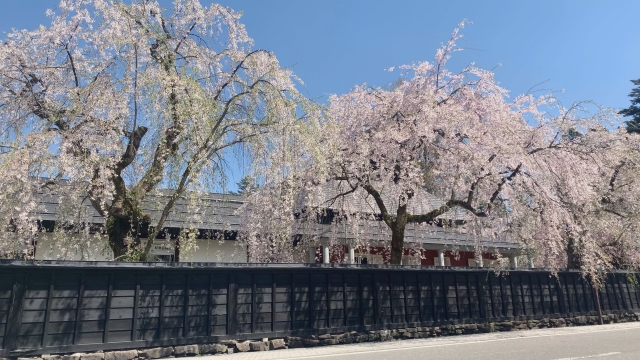 角館武家屋敷と桜