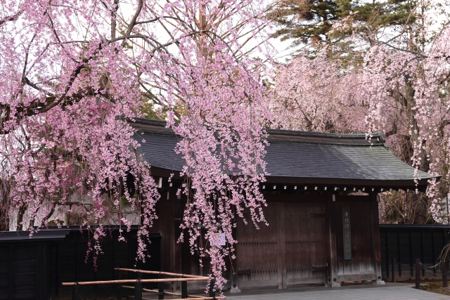 角館のしだれ桜