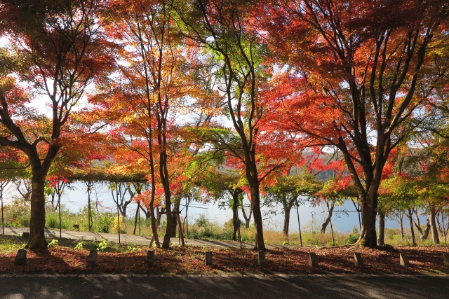 のどごえ公園の紅葉