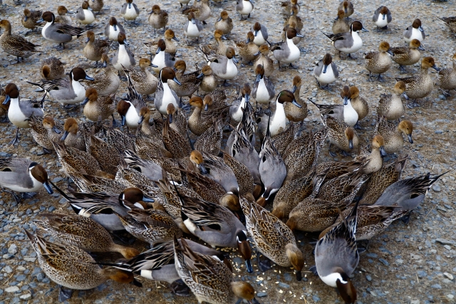 伊豆沼の渡り鳥