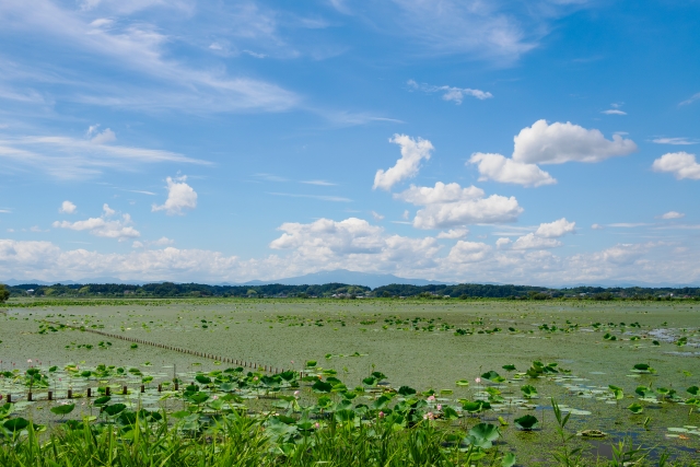 宮城県伊豆沼