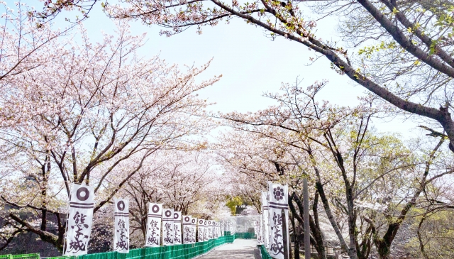 熊本城の桜並木