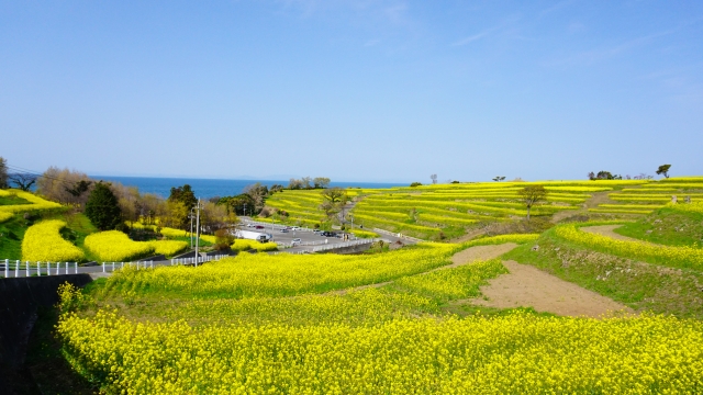 長崎鼻の菜の花