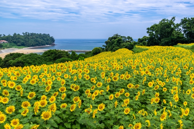 長崎鼻のひまわり