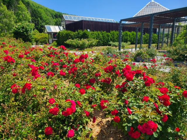 いわみざわバラ公園