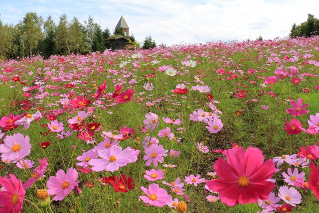国営滝野すずらん丘陵公園のコスモス