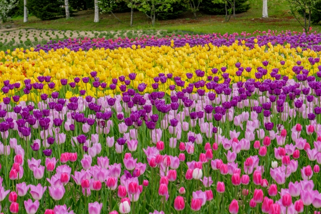 国営滝野すずらん丘陵公園のチューリップ