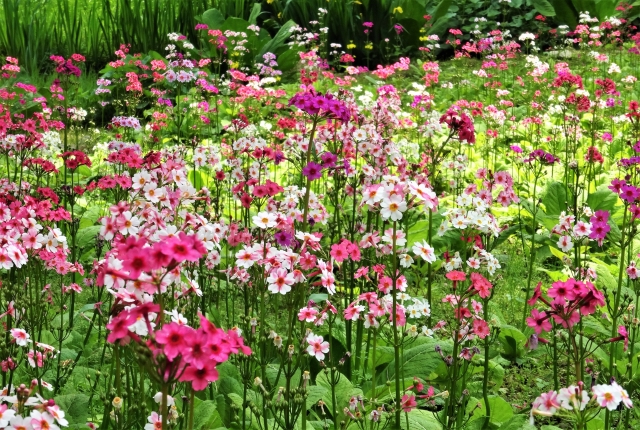 上三依水生植物園のクリンソウ