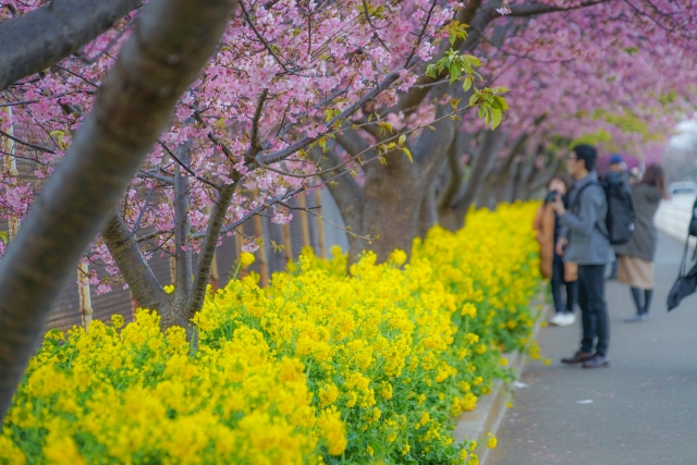 三浦海岸桜と菜の花