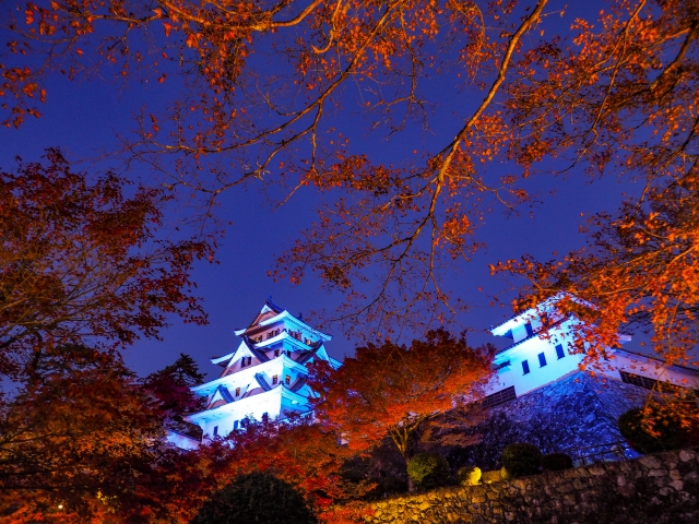 郡上八幡城のライトアップ