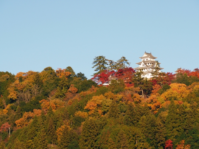 紅葉時期の郡上八幡城