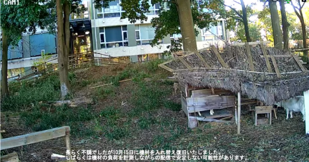 東京藝術大学取手校地ヤギ飼育状況