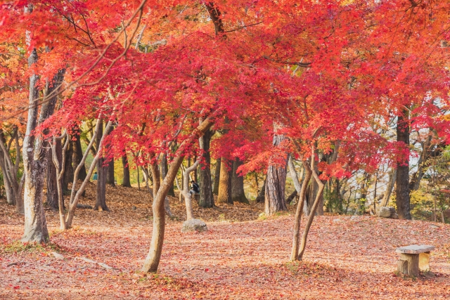 月の石もみじ公園