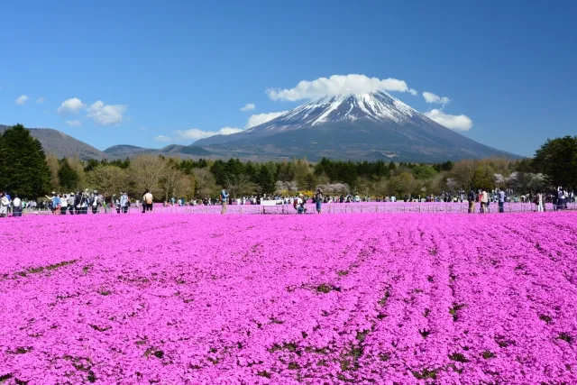 富士芝桜まつり