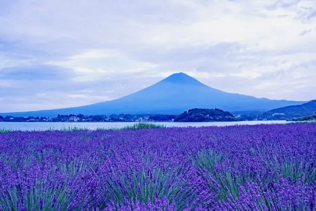 河口湖ラベンダー
