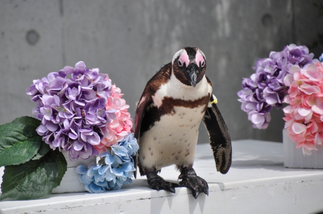 八景島シーパラダイスのペンギンとあじさい