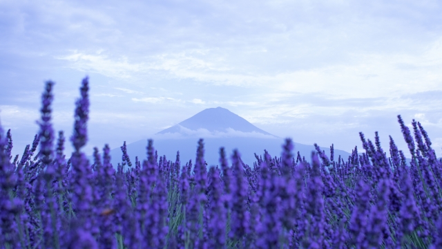 富士山とラベンダー