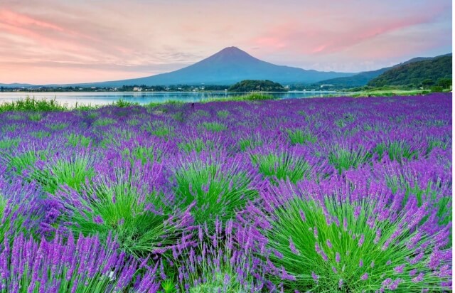富士山とラベンダー