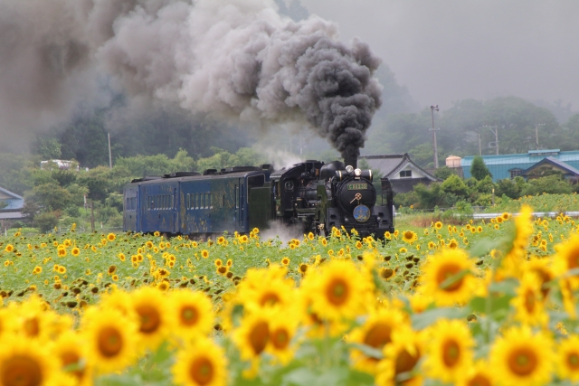 遠野町ひまわり畑
