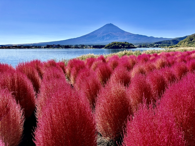 富士山河口湖コキア
