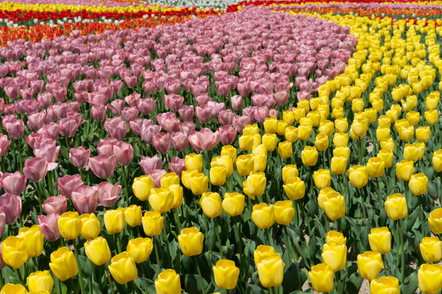 チューリップ園