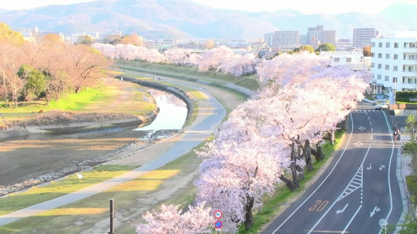 旭川河川敷桜