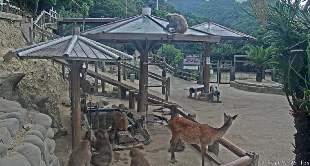 淡路島モンキーセンターライブカメラ 兵庫県洲本市畑田組 ライブカメラjapan Fujiyama