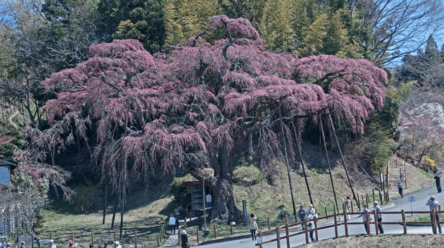 紅枝垂地蔵ザクラ