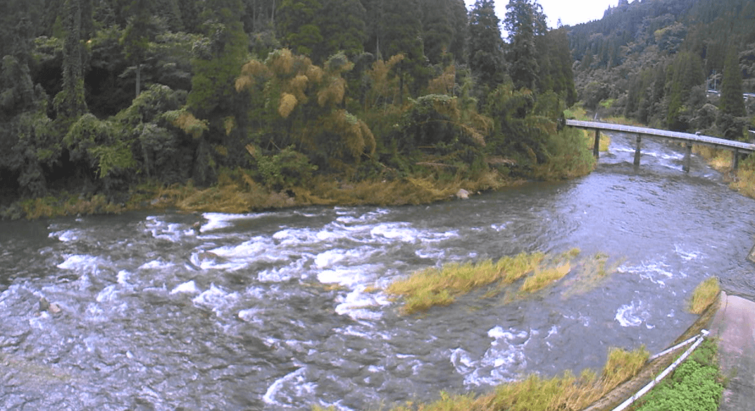 筑後川池鶴