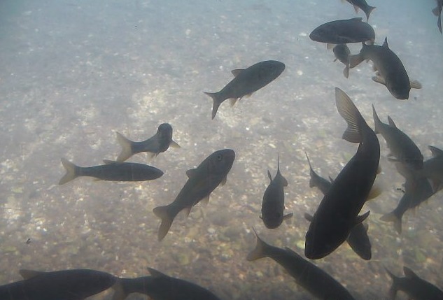 千歳水族館