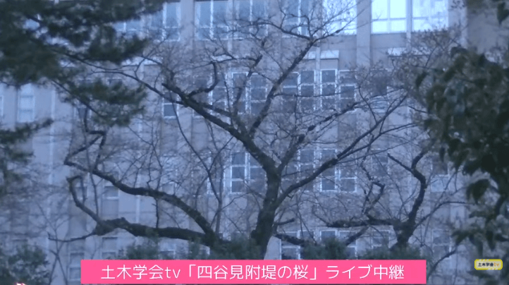 四谷見附堤の桜