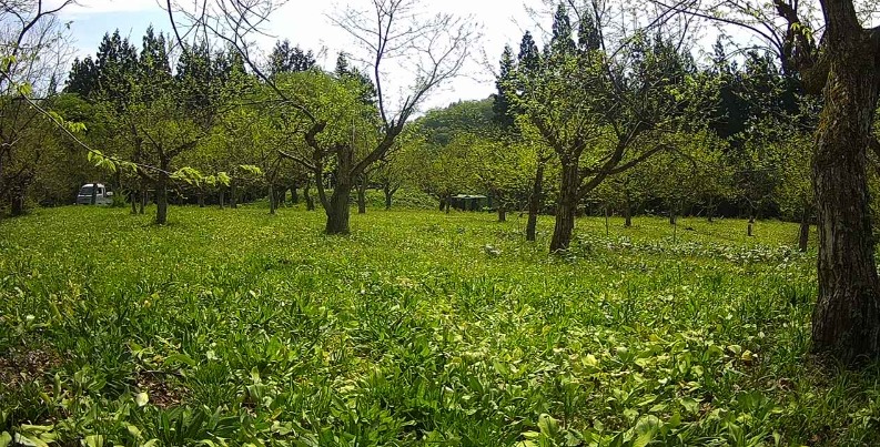 かたくり群生の郷