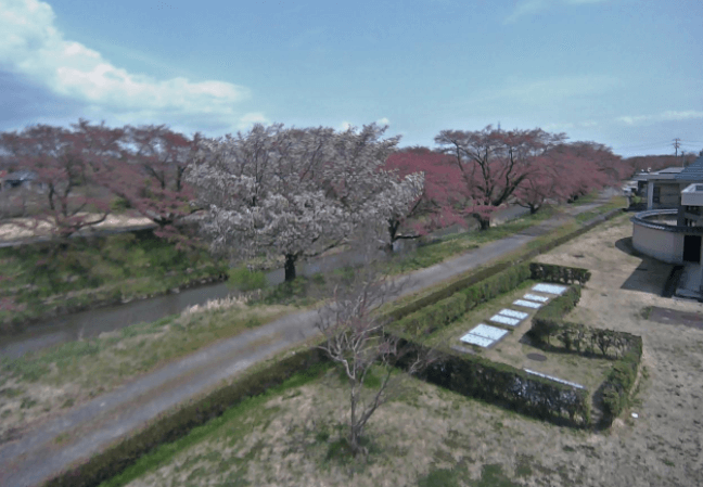 藤田川ふれあい桜