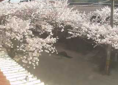 がいせん桜