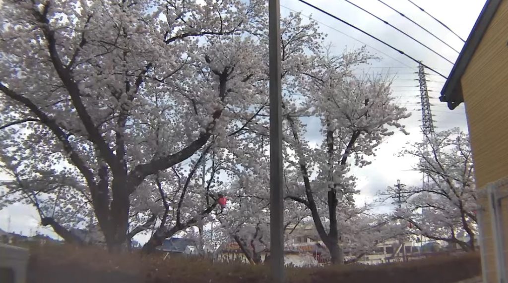 五条川大口町桜