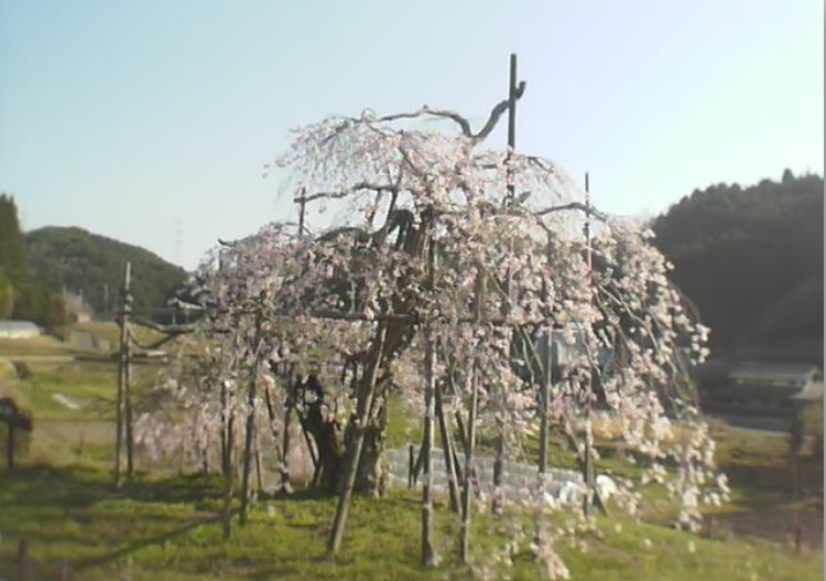 畑のしだれ桜