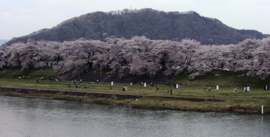 白石川堤一目千本桜