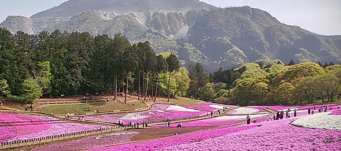 羊山公園内芝桜の丘