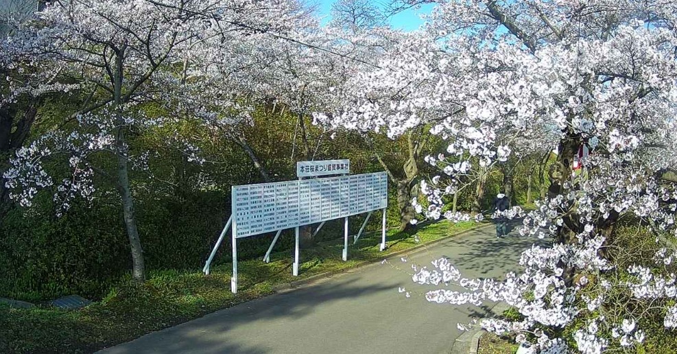 本荘公園桜