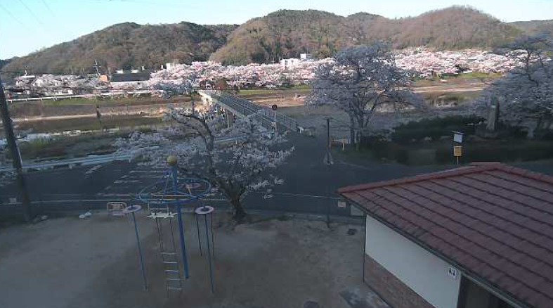 井原堤桜