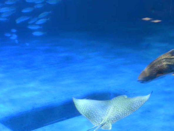 かごしま水族館黒潮大水槽