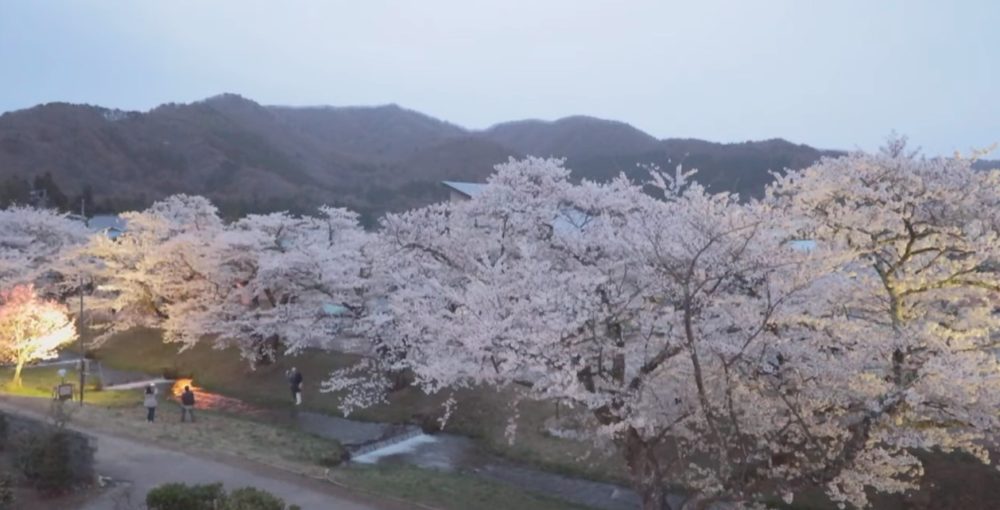 観音寺の桜並木